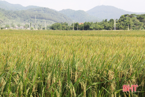 Giống lúa Kim Cương 111 đảm bảo tiêu chuẩn sản xuất đại trà tại Nghi Xuân