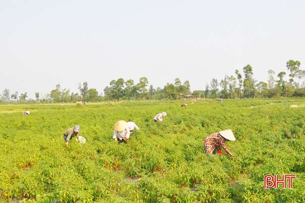Liên kết sản xuất nông nghiệp ở Hà Tĩnh (bài 1): “Ăn xổi ở thì”!