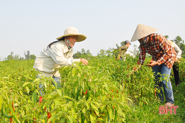 Liên kết sản xuất nông nghiệp ở Hà Tĩnh (bài 2): Cơ quan quản lý chưa "tròn vai"!