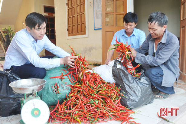 Liên kết sản xuất nông nghiệp ở Hà Tĩnh (bài 2): Cơ quan quản lý chưa tròn vai!
