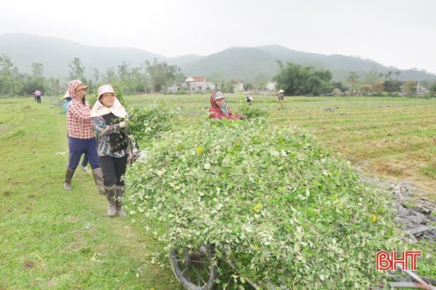 Liên kết sản xuất nông nghiệp ở Hà Tĩnh (bài 2): Cơ quan quản lý chưa tròn vai!