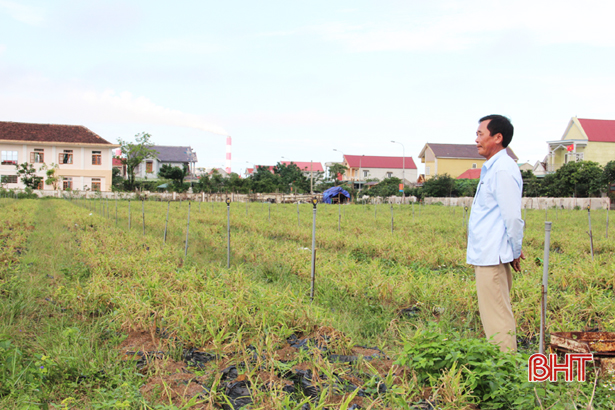 Liên kết sản xuất nông nghiệp ở Hà Tĩnh (bài 1): “Ăn xổi ở thì”!