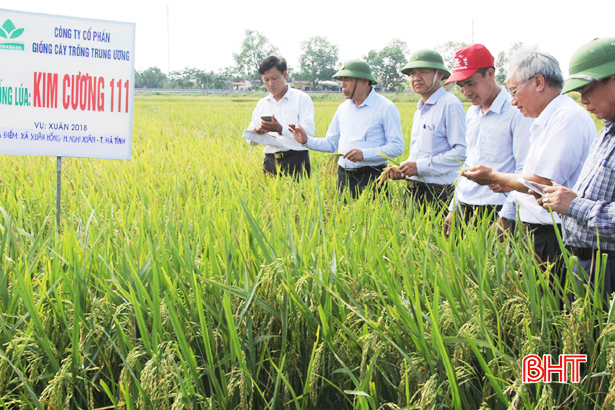 Giống lúa Kim Cương 111 đảm bảo tiêu chuẩn sản xuất đại trà tại Nghi Xuân