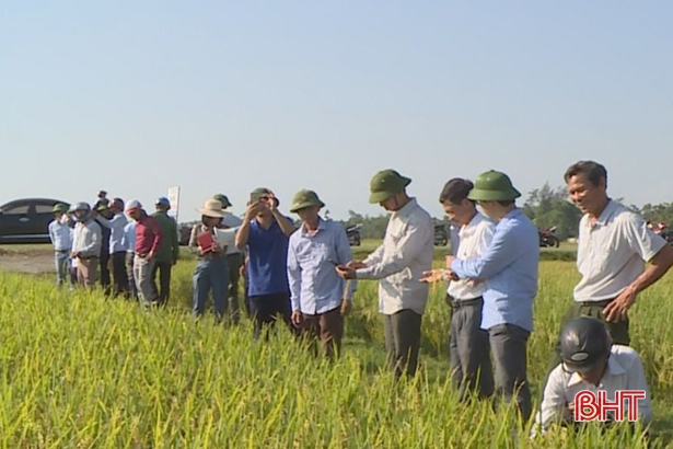 Cẩm Xuyên đánh giá kết quả sản xuất thử nghiệm lúa thuần Lam Sơn 8
