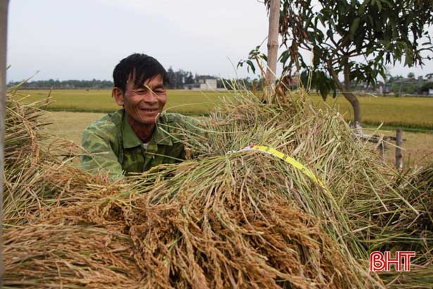 Nông dân Hà Tĩnh rộn ràng thu hoạch lúa xuân