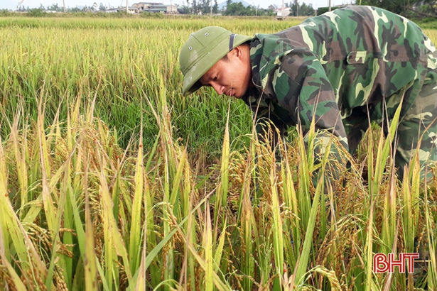 CBCS Đồn Biên phòng Kỳ Khang giúp dân thu hoạch lúa xuân