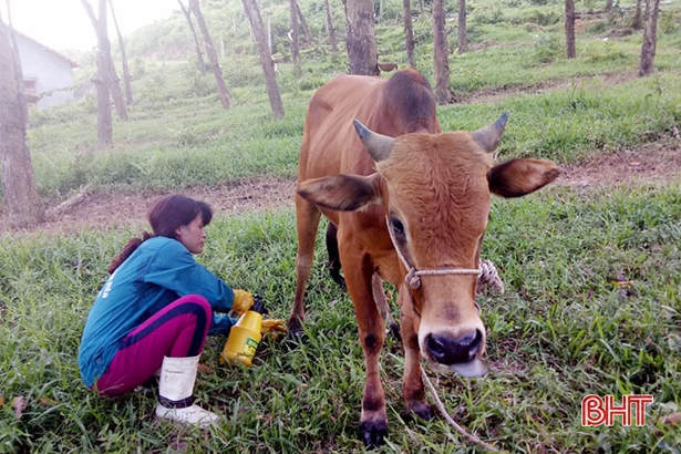 Hương Khê: Trên 100 con bò dính bệnh lở mồm long móng