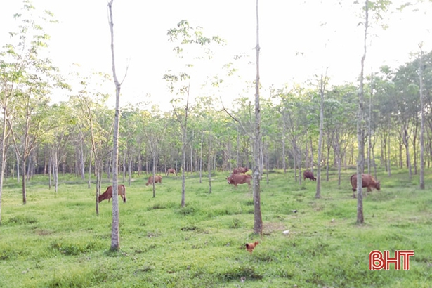 Hương Khê: Trên 100 con bò dính bệnh lở mồm long móng