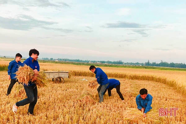 Tuổi trẻ Hà Tĩnh xuống đồng, giúp dân thu hoạch lúa xuân