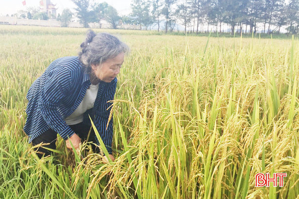 TP Hà Tĩnh thu hoạch hơn 90% diện tích lúa xuân