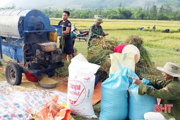 CBCS Đồn Biên phòng Kỳ Khang giúp dân thu hoạch lúa xuân