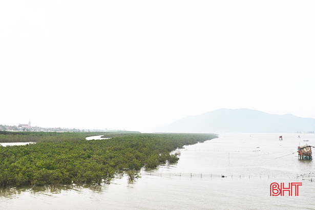 Cơ hội phát triển rừng ngập mặn Hà Tĩnh