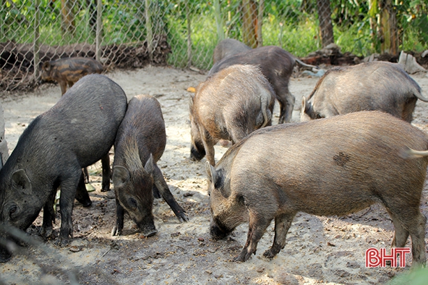 Nuôi lợn rừng, thu gần 250 triệu mỗi năm