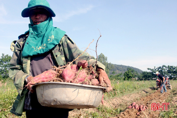 Thu hàng trăm triệu đồng từ trồng khoai lang đỏ ở Nghi Xuân