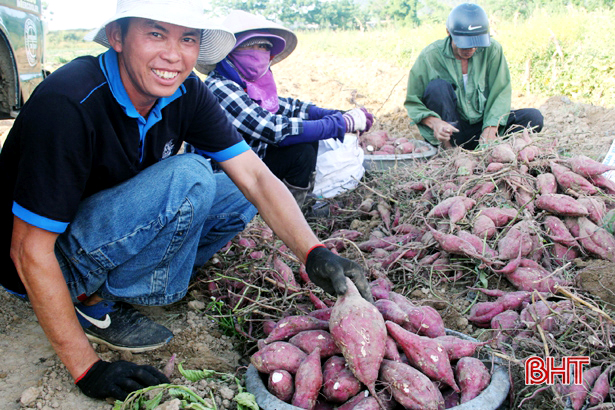 Thu hàng trăm triệu đồng từ trồng khoai lang đỏ ở Nghi Xuân