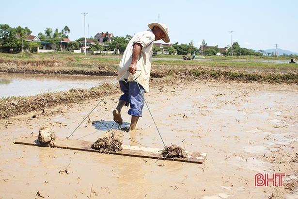 Nông dân Can Lộc ra đồng làm đất, sản xuất lúa hè thu