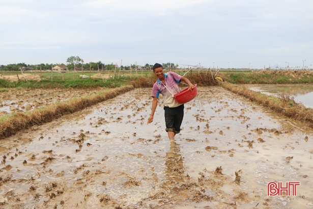 Hơn 13.000 ha lúa hè thu tại Hà Tĩnh khó hoàn thành đúng thời vụ