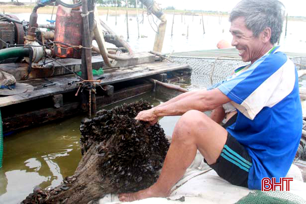 Ngư dân Cẩm Lộc làm giàn treo nuôi vẹm xanh