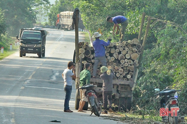 Vũ Quang chuẩn bị thí điểm trồng 1.000 ha rừng gỗ lớn