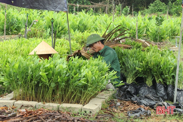 Vũ Quang chuẩn bị thí điểm trồng 1.000 ha rừng gỗ lớn