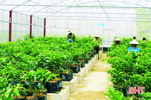 Doanh nghiệp Hà Tĩnh đầu tư vào nông nghiệp: Đã ít, lại khó!