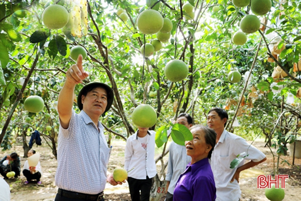 “Cú hích” lớn cho sản xuất cây ăn quả có múi ở Hà Tĩnh