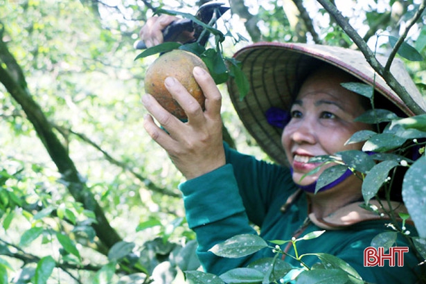 “Cú hích” lớn cho sản xuất cây ăn quả có múi ở Hà Tĩnh