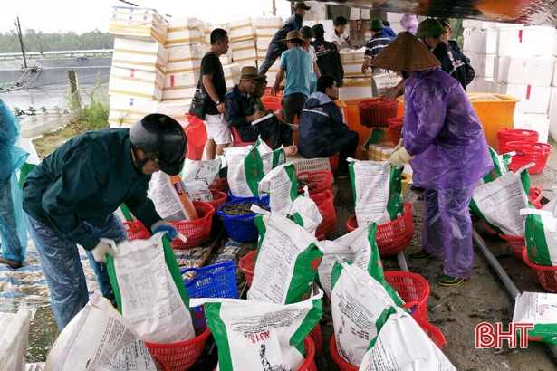 Hà Tĩnh: Chủ đầm khẩn trương thu hoạch tôm “chạy” bão
