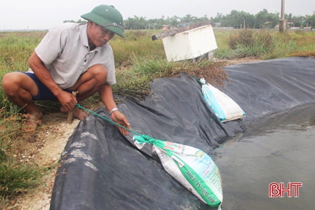 Hà Tĩnh: Chủ đầm khẩn trương thu hoạch tôm “chạy” bão