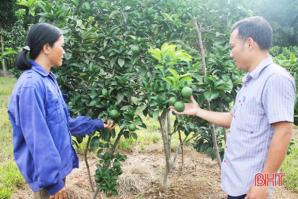Phát triển cây ăn quả - chiến lược của vùng trà sơn Can Lộc
