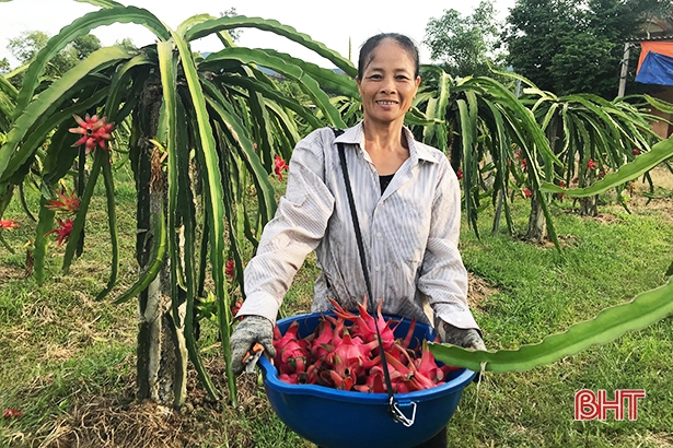 Phát triển cây ăn quả - chiến lược của vùng trà sơn Can Lộc