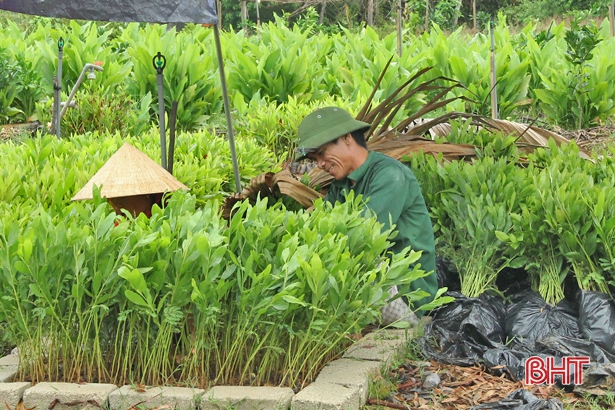 Vũ Quang dự kiến thu nhập gần 49 tỷ đồng/năm từ rừng nguyên liệu