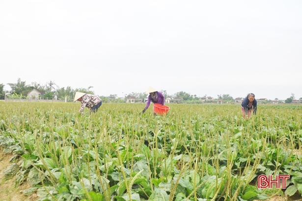 Chính sách “tam nông” - đòn bẩy thúc đẩy nông dân làm ăn lớn
