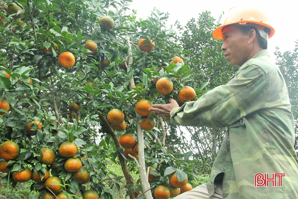 Hương Sơn có 725 mô hình trồng cam với diện tích trên 1 ha/hộ