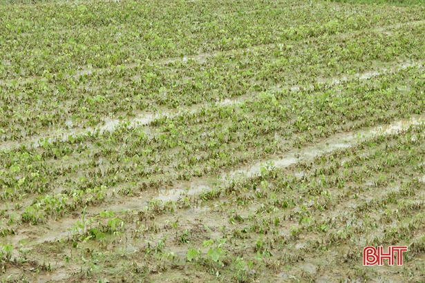Hàng nghìn héc-ta cây trồng không thể phục hồi sau đợt mưa lũ đầu mùa
