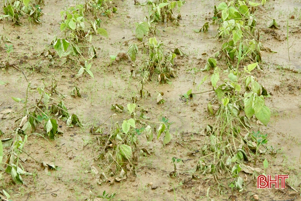 Hàng nghìn héc-ta cây trồng không thể phục hồi sau đợt mưa lũ đầu mùa