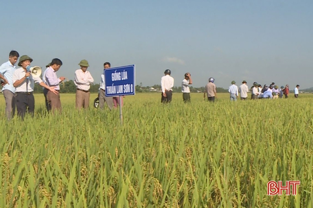 Chính phủ dự định hỗ trợ phí bảo hiểm nông nghiệp cho cây lúa tại Hà Tĩnh