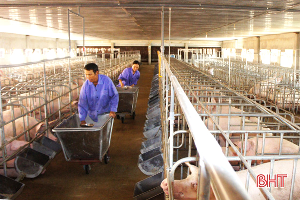 Nghị quyết “tam nông” tạo bước đột phá cho ngành chăn nuôi ở Hà Tĩnh