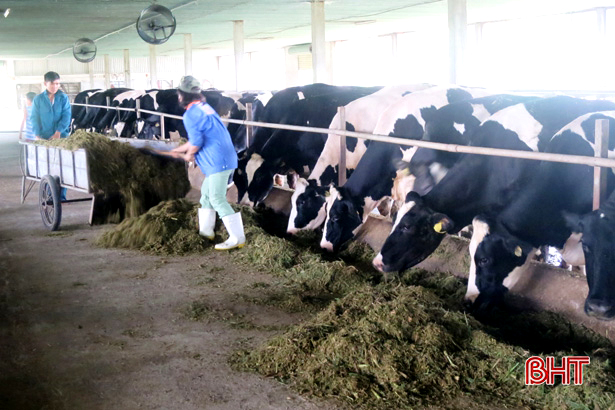 Nghị quyết “tam nông” tạo bước đột phá cho ngành chăn nuôi ở Hà Tĩnh