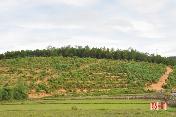 Vũ Quang đặt mục tiêu 4.100 ha cây ăn quả có múi vào năm 2020