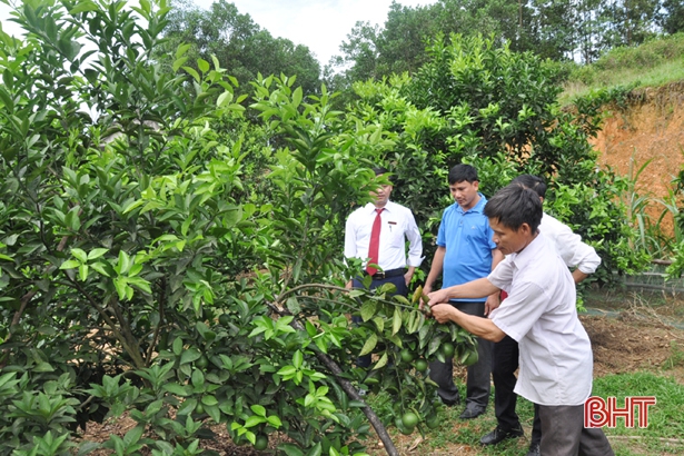 Vũ Quang đặt mục tiêu 4.100 ha cây ăn quả có múi vào năm 2020