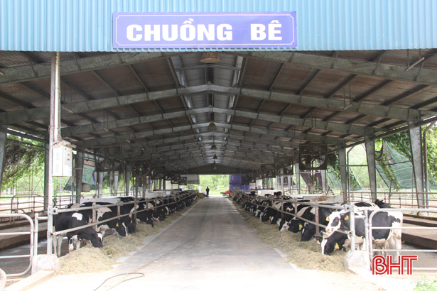 Những chú bê con được chăn nuôi tại trang trại bò sữa Vinamilk ở Hương Sơn