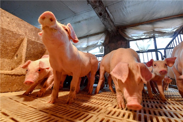 Trung Quốc tiêu hủy hơn 8.000 con lợn ngăn chặn dịch cúm heo châu Phi