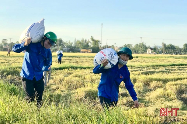 Đoàn viên thanh niên giúp dân thu hoạch lúa hè thu