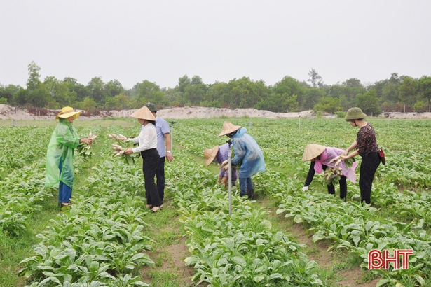 Những “tỷ phú” nông dân Hà Tĩnh