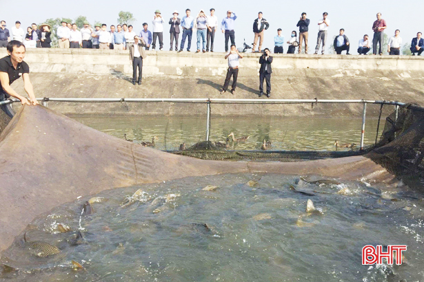Mô hình áp dụng công nghệ nuôi cá bằng lồng nhựa HDPE tại xã Xuân Lam (Nghi Xuân)