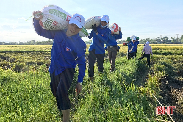 Đoàn viên thanh niên giúp dân thu hoạch lúa hè thu