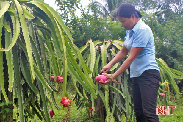 Cây dễ trồng, quả dễ bán, mang lại giá trị kinh tế cao ở Vũ Quang