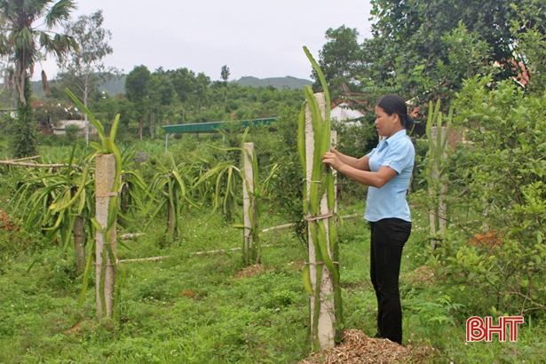 Cây dễ trồng, quả dễ bán, mang lại giá trị kinh tế cao ở Vũ Quang