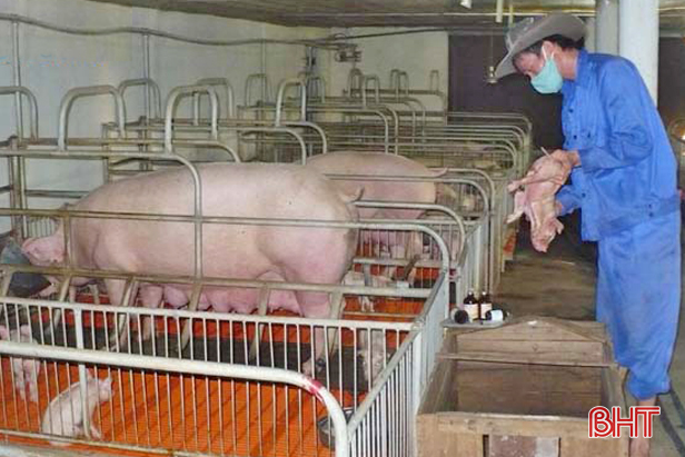 Ngăn chặn nguy cơ dịch tả lợn Châu Phi xâm nhiễm vào Hà Tĩnh